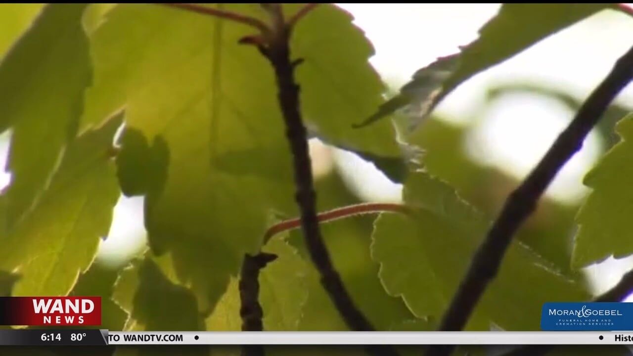 Air quality worsens as allergy season comes to an end